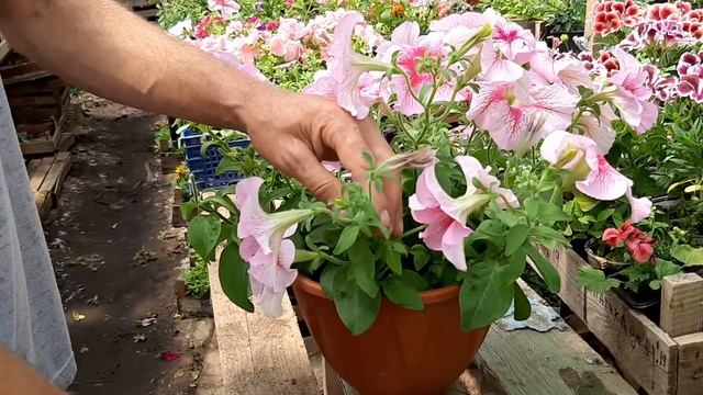 СТРИЖКА петунии. ПРИЩИПКА для пышного цветения куста. как правильно прищипывать стричь петунию смотреть онлайн