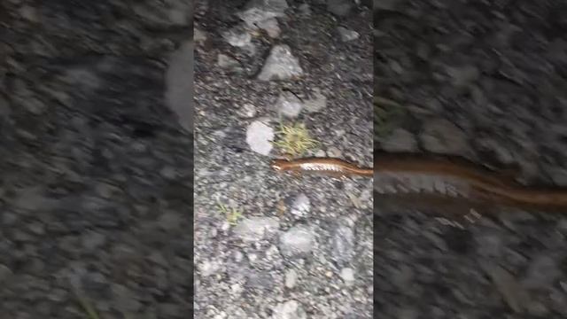 Углозуб обыкновенный смотреть онлайн