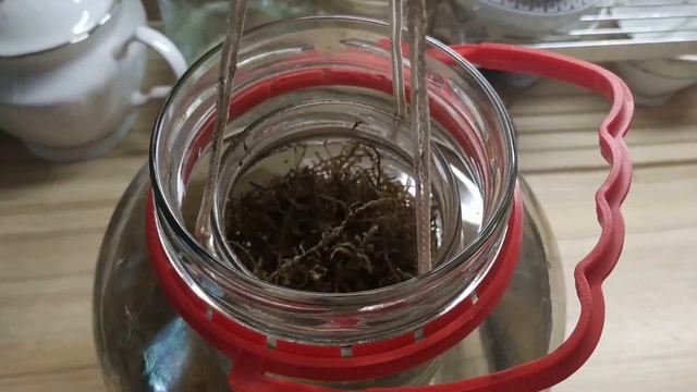 Разведение пиявок в домашних условиях. Часть 1. Мой опыт.