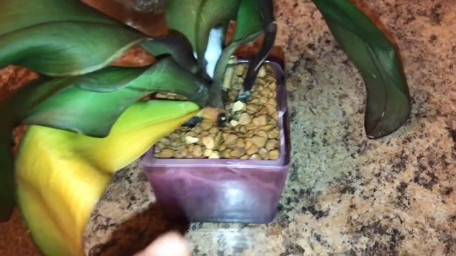 Полив орхидей посаженных в грунт для орхидей Zeoflora.