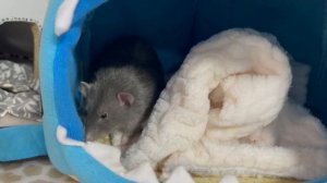 Рецепт для крыс ?