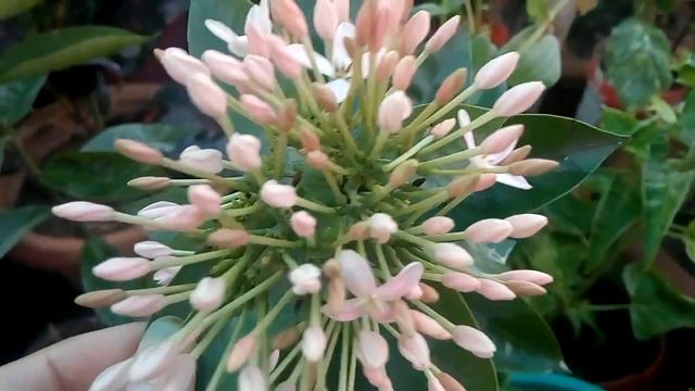 beautiful ixora mein aye summer me dero phool 👌👌 смотреть онлайн