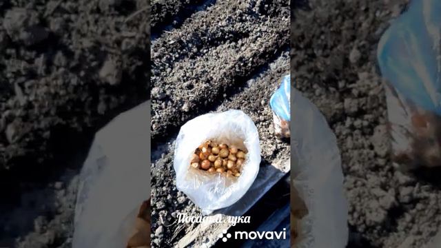 Посадка лука. смотреть онлайн