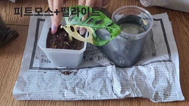 무늬아단소니1호 식재하기!! смотреть онлайн