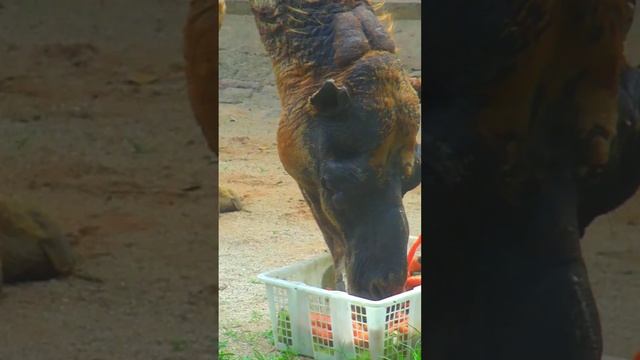 Mysterious Foam The Curious Story of a Camel's Mouth at the Zoo смотреть онлайн