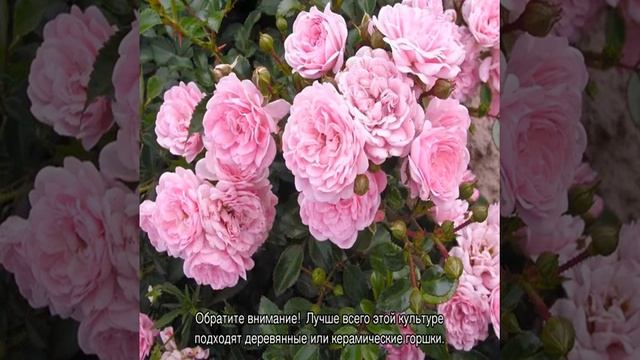 Строительный Клуб