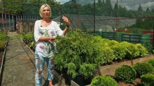 Туя Вудварди