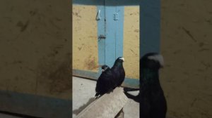 Курские голуби г. Самара 2024