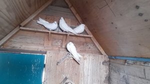 Николаевские голуби.Белые Березниговат.