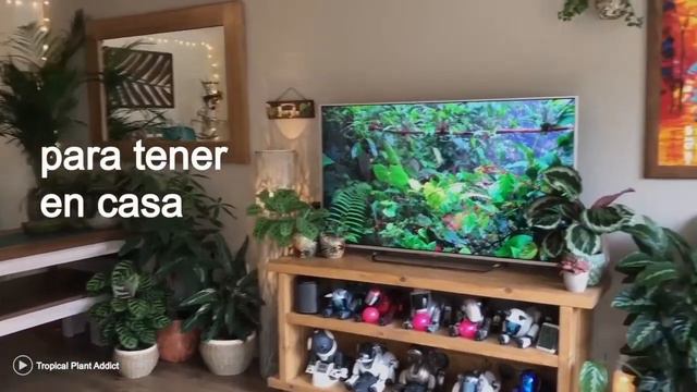 Curiosidades de la Planta Calathea Orbifolia смотреть онлайн