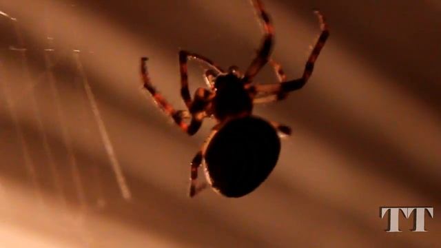 Spiders. Spider weaving (spinning) its web. Spinne. Пауки. Паук плетет паутину. смотреть онлайн
