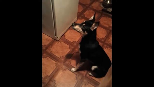 Щенок Вита ищет дом! смотреть онлайн