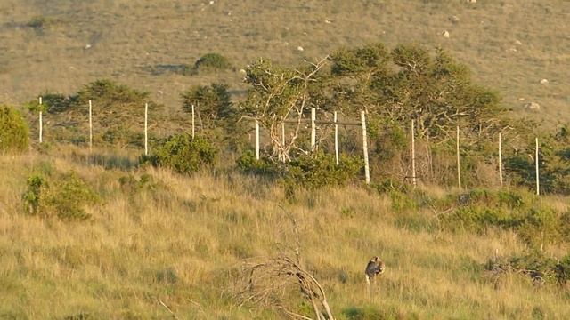 Cheetah Chase - Lalibela Game Reserve смотреть онлайн