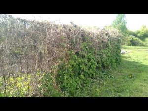 "Дачные истории" ⁉ можно ли одолеть дикий виноград