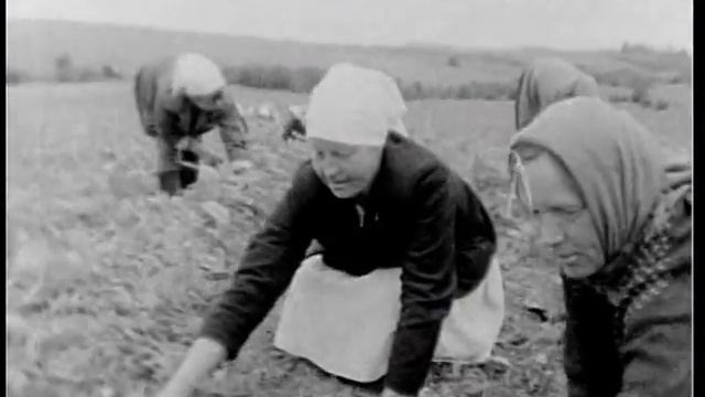 Заготовка кормов вручную и техникой, совхоз "Мяксинский", Череповецкий район, 1969 год смотреть онлайн