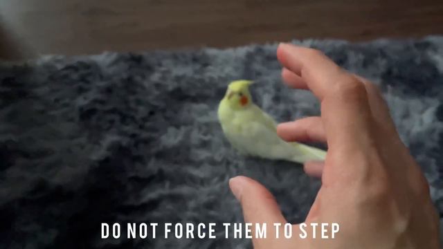How To Teach Your Cockatiel To Step Up for Beginners (FAST) смотреть онлайн