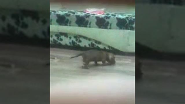 Сестра всяла собаку Скупиту и вона назвала такса смотреть онлайн