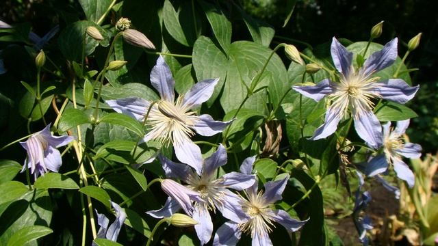 Клематисы. Blue River смотреть онлайн