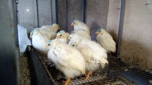 Мини мясные цыплята//Новая клетка для мини-кур