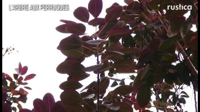 L'arbre aux perruques (Cotinus coggygria) смотреть онлайн