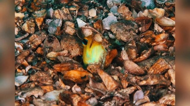 Желтоголовый большерот смотреть онлайн