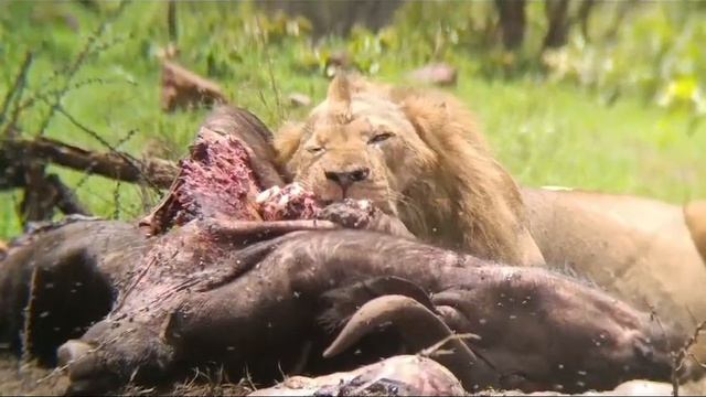 Akagera national park. Savannah park field guide WhatsApp number+250782035258 смотреть онлайн