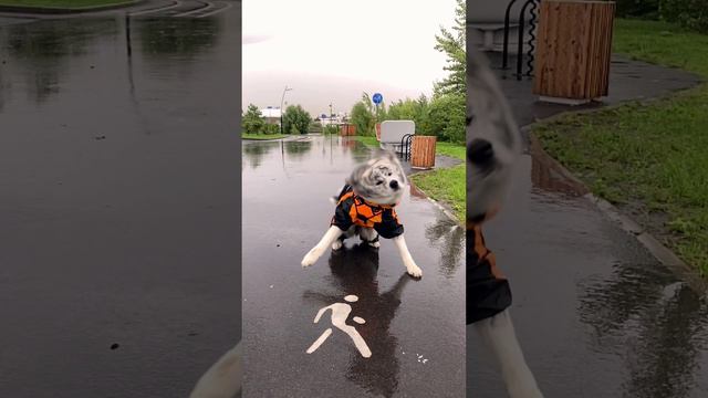 Собака улыбака смотреть онлайн