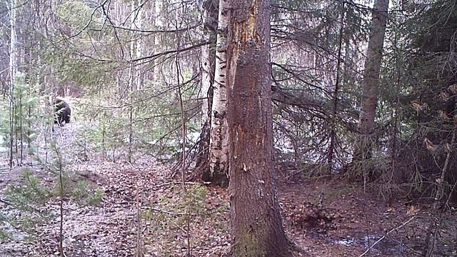 Медведь Ферапонт Висимский заповедник 03 05 17 смотреть онлайн