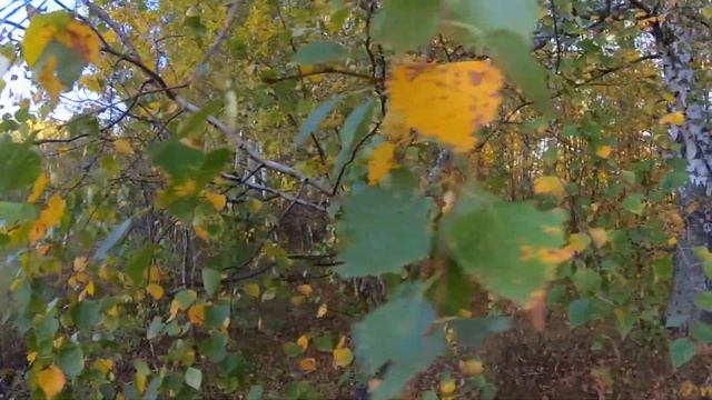 Осенний лес - как искать грибы? смотреть онлайн