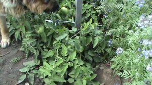 томат Сладкий пончик