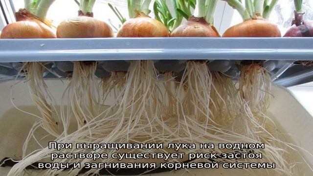 Особенности выращивания лука на гидропонике смотреть онлайн