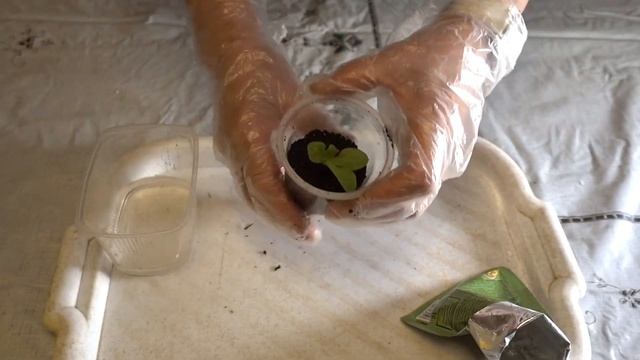 ВЕГЕТАТИВНОЕ РАЗМНОЖЕНИЕ ПЕТУНИИ смотреть онлайн