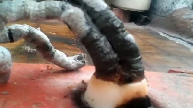 Копия видео как сделать Фараонову змею. Дубль 2 смотреть онлайн