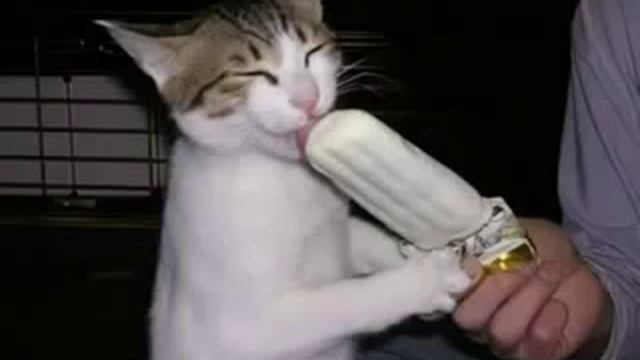 Приколы про котов и кошек и котят смотреть онлайн