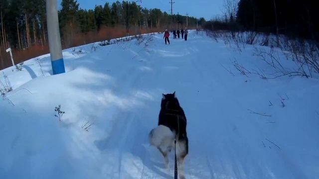 Скиджоринг с элементами собачих боев смотреть онлайн
