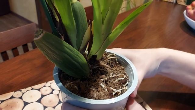 Зигопеталум. Орхидея. Описание и уход