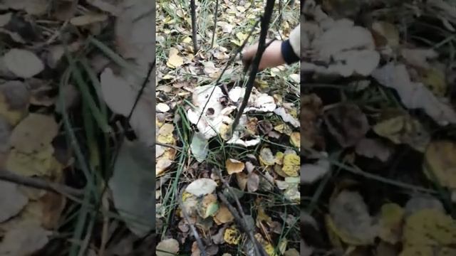 Опята, где вы? Грибочков других набрала. смотреть онлайн