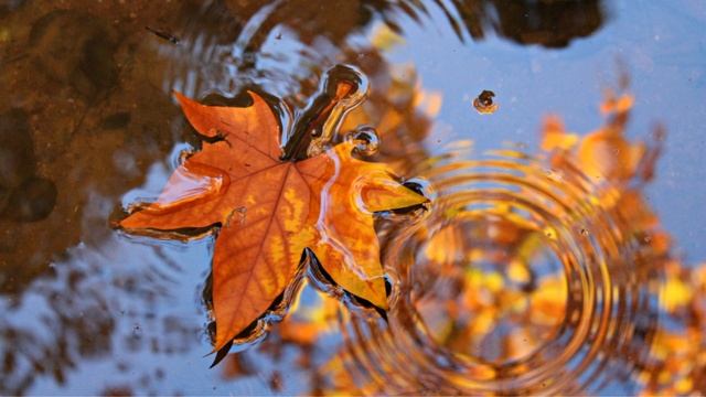 Диктант по русскому языку 2 класс "Унылая пора" смотреть онлайн