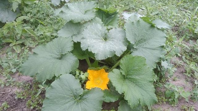 МУСКУСНЫЕ УТКИ, СКОЛЬКО ЯИЦ НЕСЁТ УТКА!? ГОЛУБЫЕ ЯЙЦА БИГУНКОВ ОТПРАВКА ИНКУБ ЯИЦ 18 червня 2020 р смотреть онлайн