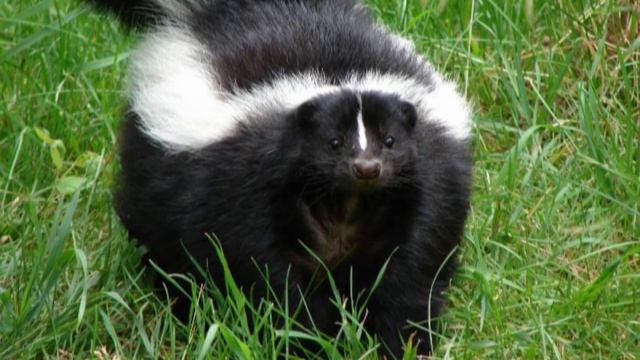 10 фактов о скунсах смотреть онлайн