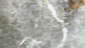 Плесень под микроскопом в увеличении 150 крат