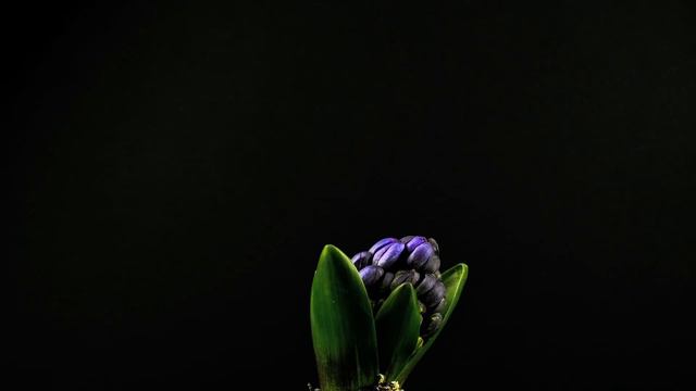 Hyacinth Time Lapse смотреть онлайн