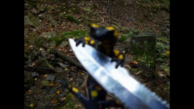 О́гненная салама́ндра ядовита видео смотреть онлайн