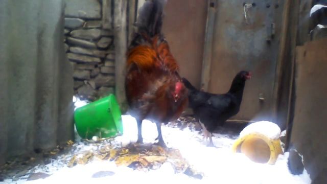 Гилянская порода кур (2) смотреть онлайн