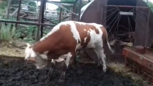 Корова танцует, угарное видео, прикол смотреть онлайн