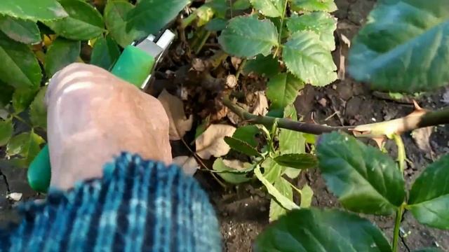 Обрезка Розы Мистер Линкольн. смотреть онлайн