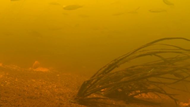 Подводные съемки фидерной рыбалки. Как ведет себя рыба на прикормке? смотреть онлайн