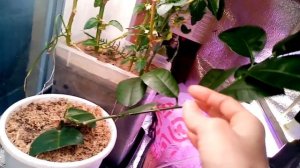 Лимон сорт Юбилейный (Пандероза). Домашний лимон,выращивание,уход за лимоном