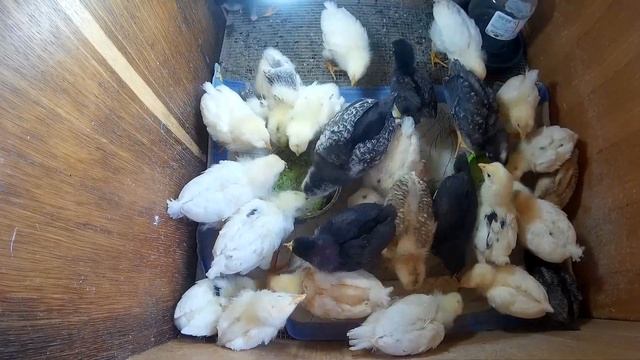 Цыплята из инкубатора 3 недели смотреть онлайн