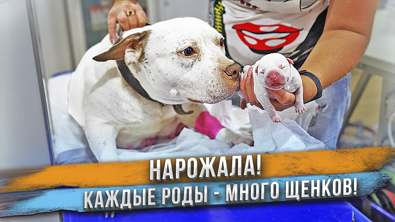 Она всё-таки родила 29 щенков! смотреть онлайн